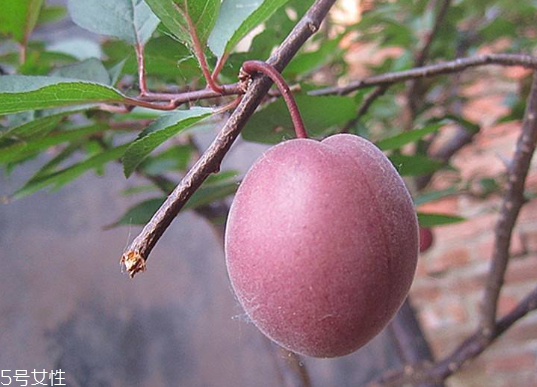 梅花果子怎么做(话梅是用什么果子做的)