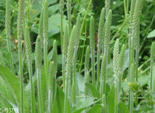 车前草能治类风湿吗(车前草能治类风湿吗)