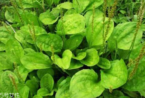 车前草能治咳嗽吗(车前草能治咳嗽吗)