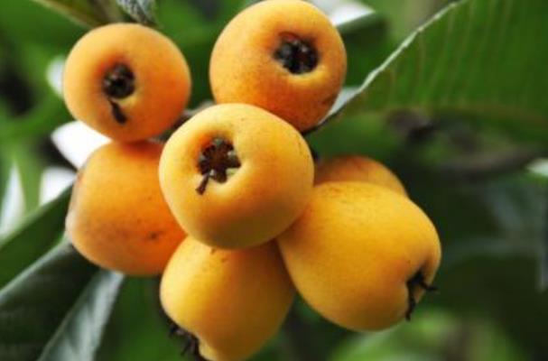 枇杷要放软了再吃吗(枇杷要放软了再吃吗)