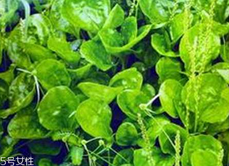 车前草是中药吗(车前草是中药吗)