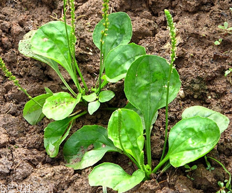 车前草能驱蚊吗(车前草能驱蚊吗)