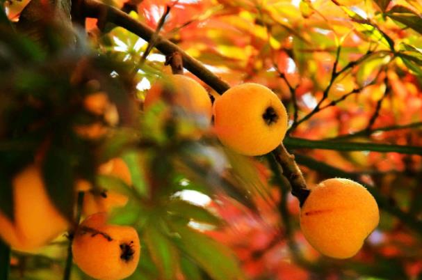 枇杷的储存保鲜方法(枇杷的储存保鲜方法)