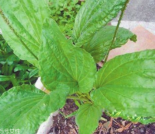 车前草的功效(车前草的功效和作用治疗痛风) 车前草的功效(车前草的功效和作用治疗痛风)