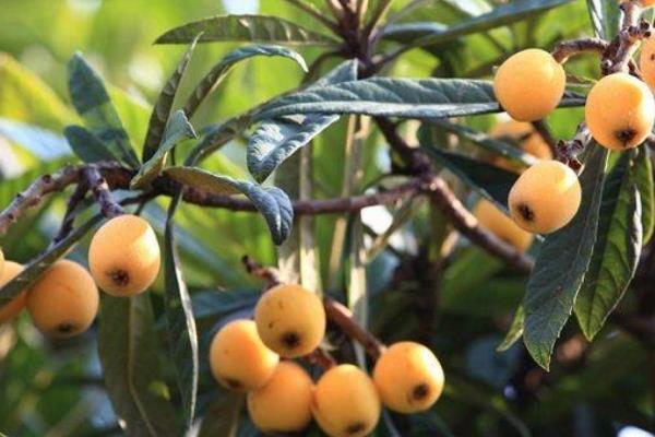 枇杷什么时候开花(枇杷什么时候开花结果)