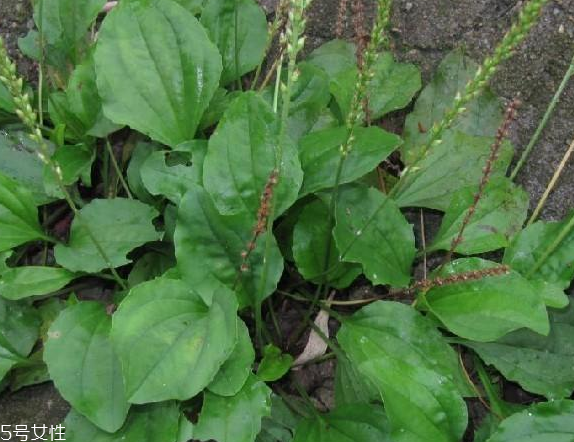 车前草可以降血压吗(车前草能降血压吗?)