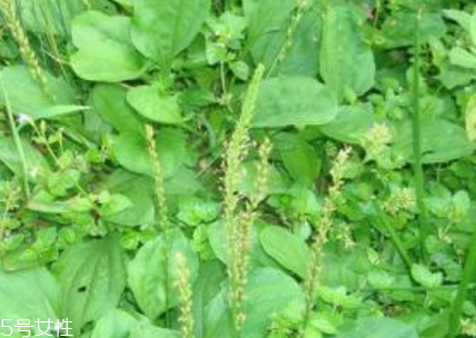 车前草可以治痔疮吗(车前草痔疮可以喝吗?效果好不好)