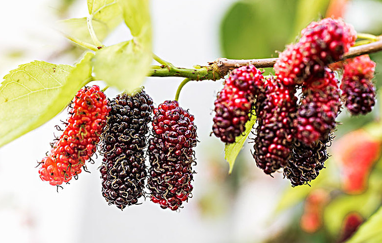 桑葚干的禁忌(桑葚干的禁忌人群)