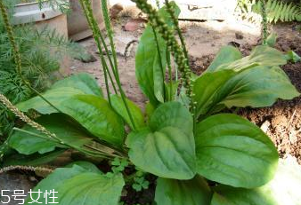 车前草的营养价值(车前草的营养价值及功效) 车前草的营养价值(车前草的营养价值及功效)