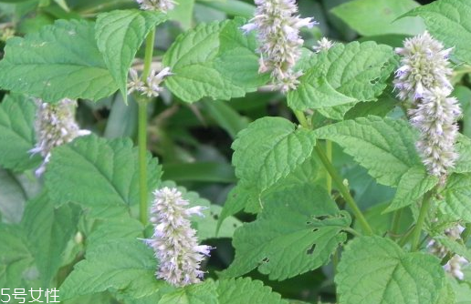 藿香怎么保存(藿香怎么保存可以冷冻吗)