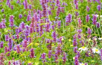 藿香和什香菜的区别(藿香和鱼香菜的区别)