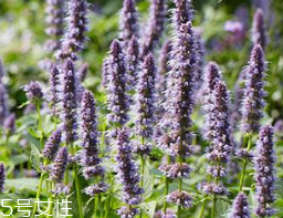 藿香对女人有什么好处(藿香对女人有什么好处)