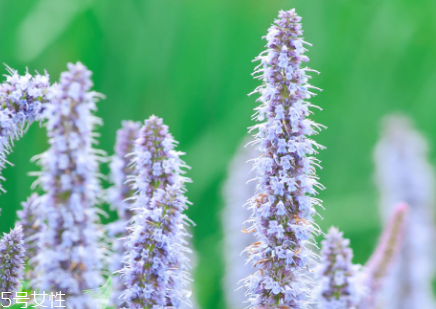 藿香和佩兰泡水的作用(佩兰和藿香泡水喝作用)