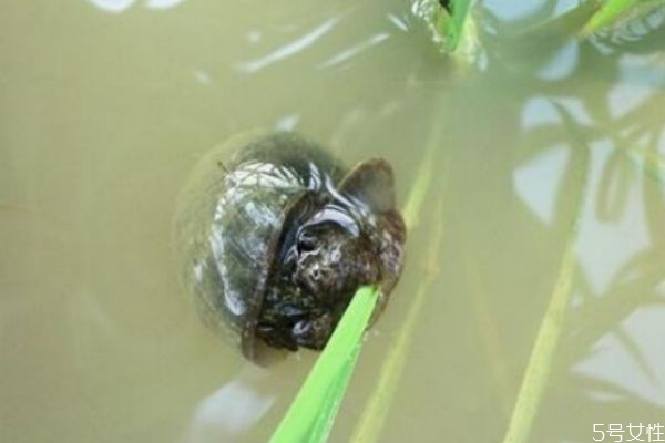 吃田螺有什么好处(吃田螺有什么好处和坏处?)