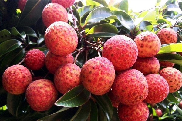 荔枝能冷冻保存吗(荔枝能冷冻保存吗)