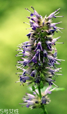 藿香的分布地区(藿香的分布地区)