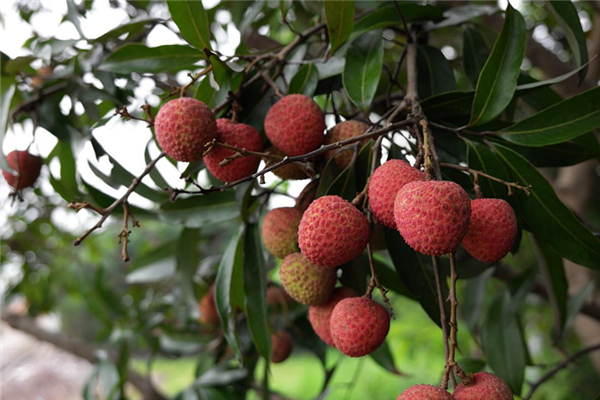 如何避免挑选荔枝带虫(荔枝虫害怎么治)