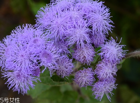 藿香的作用(藿香的作用和功效) 藿香的作用(藿香的作用和功效)