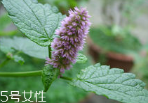 藿香的作用(藿香的作用和功效)