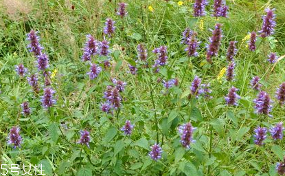 藿香适合人群(藿香的禁忌人群)