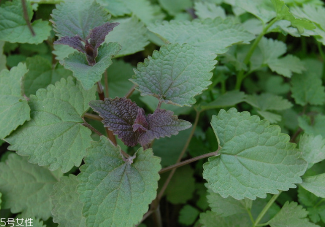 藿香的营养价值(藿香的营养价值及功效)