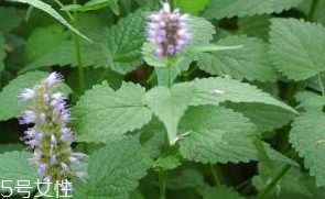 哪些人不能吃藿香(哪些人不能吃藿香清胃胶囊)