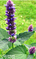 藿香的香味(藿香的香味是什么样的)