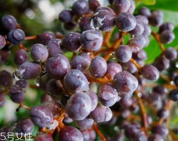 枸杞子的功效(枸杞子的功效和主治)