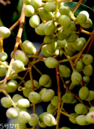女贞子的功效(女贞子的功效和作用和主治) 女贞子的功效(女贞子的功效和作用和主治)