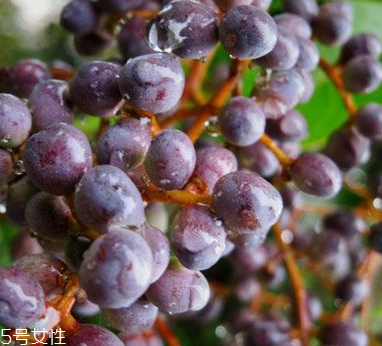 女贞子的味道(女贞子的味道是酸的吗)