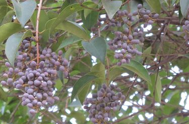 女贞子需要吃掉吗(女贞子可以吃下去吗)