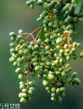 女贞子可以泡水喝吗(中药女贞子多少钱一斤)