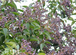 女贞子能和五味子一起喝吗(女贞子可以和五味子一起泡水喝吗)