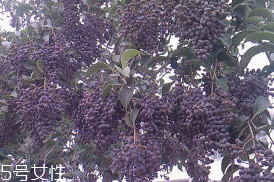 女贞子是否含钾(莲子含钾高吗)