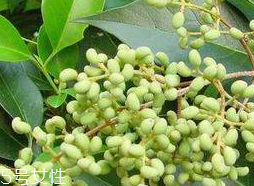 女贞子怎么吃(女贞子怎么吃效果最好)