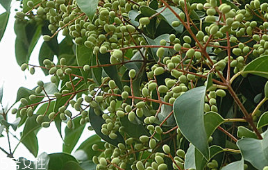 女贞子有什么用(女贞子有什么用途和功效) 女贞子有什么用(女贞子有什么用途和功效)