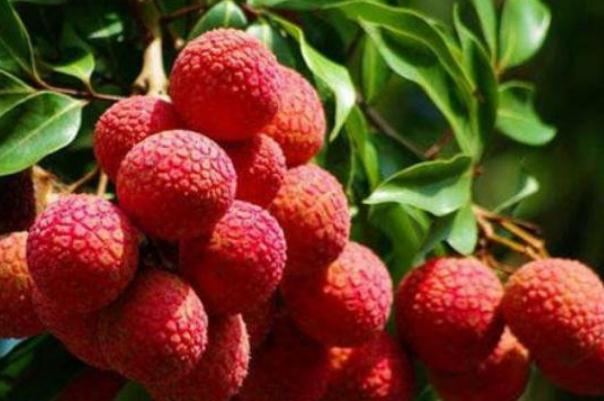 荔枝可以多吃吗(荔枝可以多吃吗?)