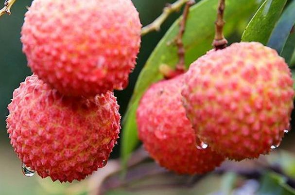 荔枝要用水浸泡吗(荔枝要用水浸泡吗)