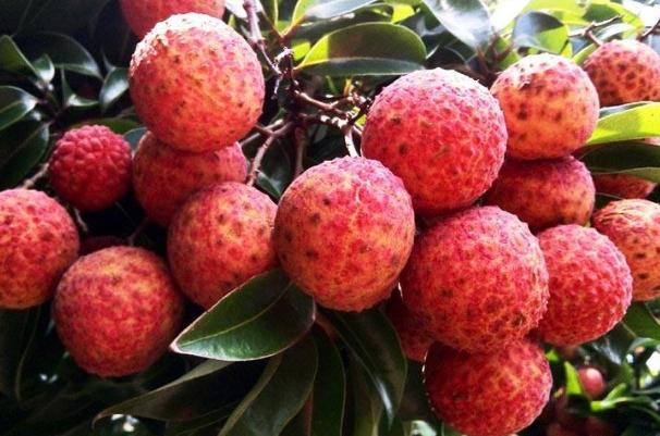 荔枝什么时候吃是应季(荔枝什么时候吃是应季)