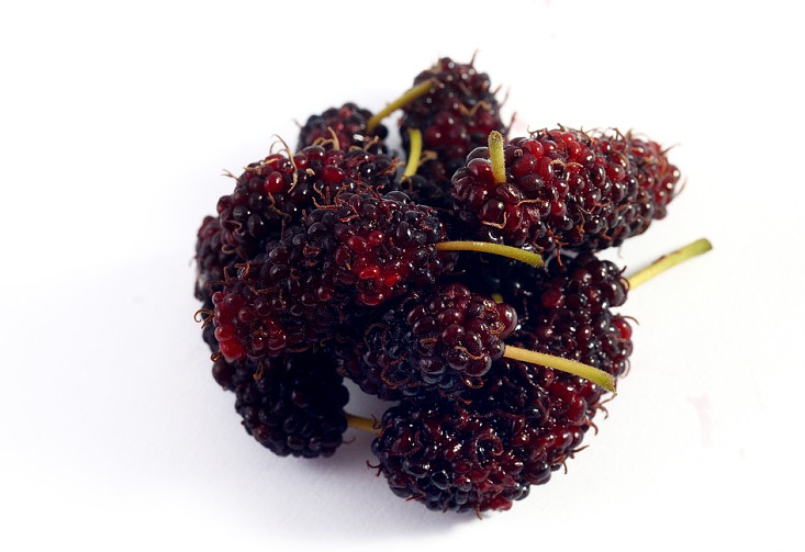 黑桑葚不能和什么一起吃(黑桑葚不能和什么一起吃)