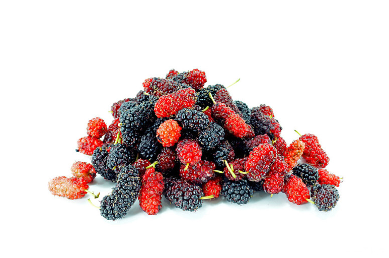 桑葚子的副作用(桑葚子的副作用及禁忌)