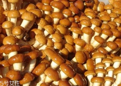 滑子菇是野生的吗(滑子菇是野生的吗)