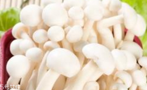 海鲜菇的功效作用(海鲜菇的功效作用)