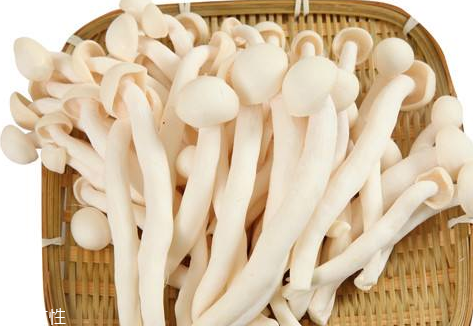 孕妇能吃白玉菇吗(孕妇能吃白玉菇吗?) 孕妇能吃白玉菇吗(孕妇能吃白玉菇吗?)