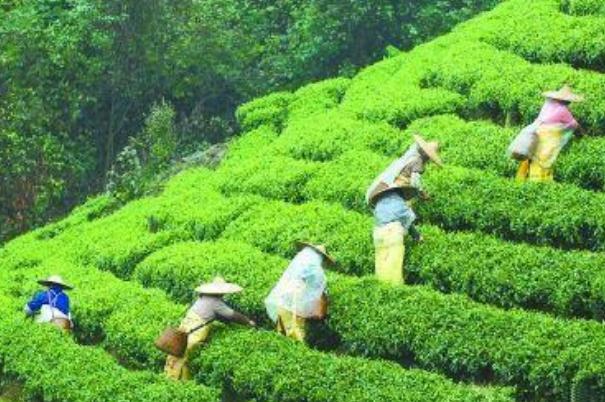 喝茶叶茶对精子有影响吗(喝茶叶茶对精子有影响吗)