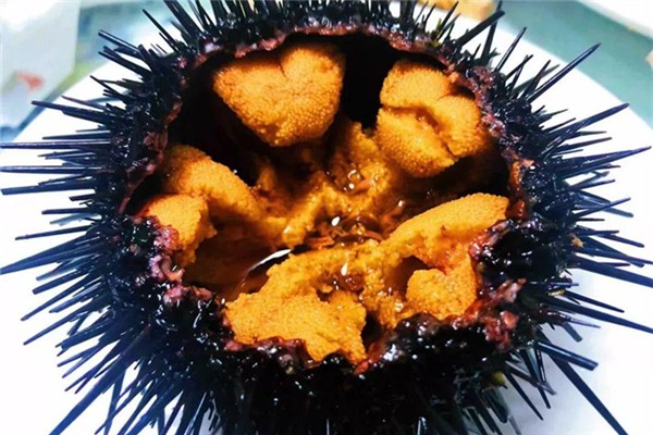 海胆是什么东西(海胆是什么东西怎么吃)