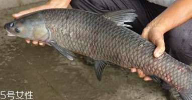 豆瓣青鱼的做法(豆瓣青鱼的做法)