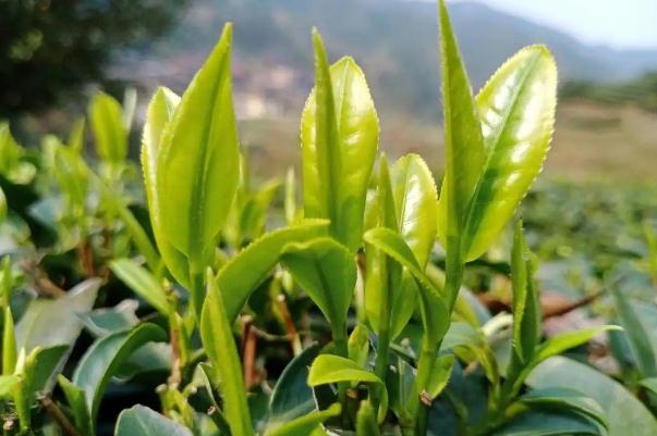 茶叶的好坏如何区分(怎样辨别茶叶的好坏) 茶叶的好坏如何区分(怎样辨别茶叶的好坏)