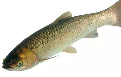 青鱼有什么营养价值(青鱼有什么营养价值) 青鱼有什么营养价值(青鱼有什么营养价值)