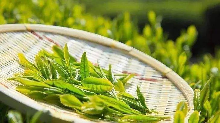 茶叶什么季节的茶最好(茶叶什么季节的茶最好)
